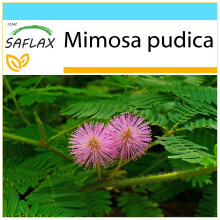 SAFLAX Geschenk Set - Mimose - Mimosa - 70 Samen