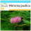SAFLAX Geschenk Set - Mimose - Mimosa - 70 Samen 1