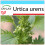 SAFLAX Geschenk Set - Brennnessel - Urtica - 150 Samen 1
