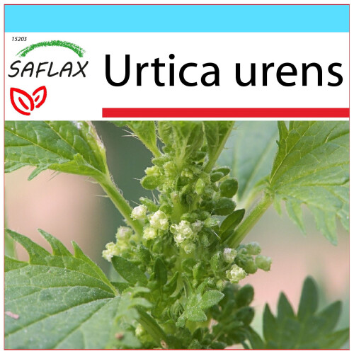 SAFLAX Geschenk Set - Brennnessel - Urtica - 150 Samen