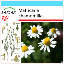 SAFLAX Geschenk Set - Kamille - Matricaria - 300 Samen