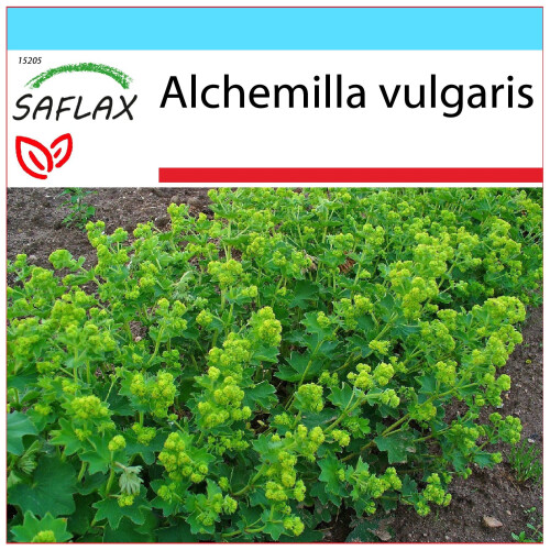 SAFLAX Set de regalo - Pie de león - 100 semillas - Alchemilla