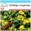 SAFLAX Geschenk Set - Goldrute - Solidago - 100 Samen 1