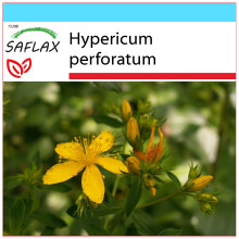 SAFLAX Geschenk Set - Johanniskraut - Hypericum - 300 Samen