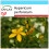 SAFLAX Geschenk Set - Johanniskraut - Hypericum - 300 Samen 1