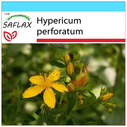 SAFLAX Geschenk Set - Johanniskraut - Hypericum - 300 Samen