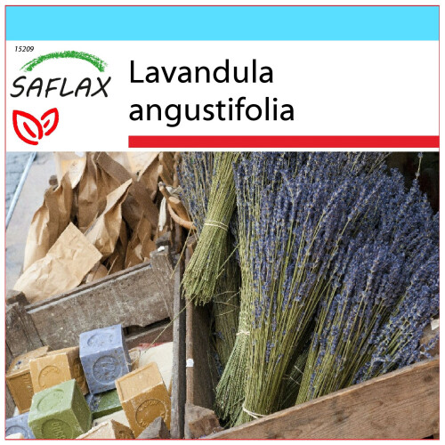 SAFLAX Geschenk Set - Lavendel - Lavandula - 150 Samen