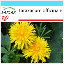 SAFLAX Geschenk Set - Löwenzahn - Taraxacum - 200 Samen