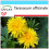 SAFLAX Geschenk Set - Löwenzahn - Taraxacum - 200 Samen 1