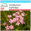 SAFLAX Set regalo - Centaurea minore - 250 semi - Centaurium 1