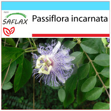 SAFLAX Geschenk Set - Passionsblume - Passiflora - 5 Samen
