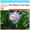 SAFLAX Geschenk Set - Passionsblume - Passiflora - 5 Samen 1