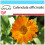 SAFLAX Geschenk Set - Ringelblume - Calendula - 50 Samen 1