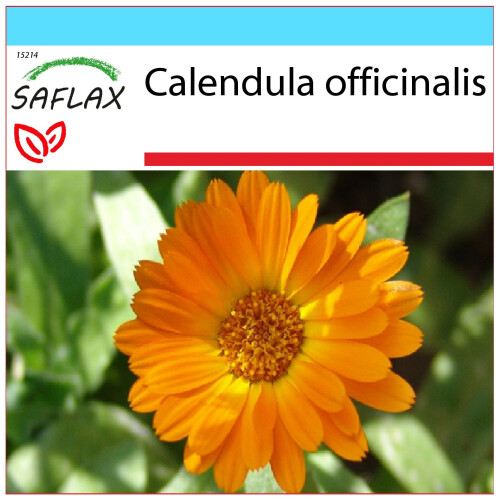 SAFLAX Geschenk Set - Ringelblume - Calendula - 50 Samen