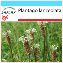 SAFLAX Geschenk Set - Spitzwegerich - Plantago - 100 Samen