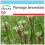 SAFLAX Geschenk Set - Spitzwegerich - Plantago - 100 Samen 1
