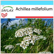 SAFLAX Geschenk Set - Schafgarbe - Achillea - 200 Samen