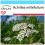 SAFLAX Geschenk Set - Schafgarbe - Achillea - 200 Samen 1