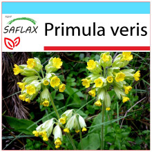 SAFLAX Geschenk Set - Schlüsselblume - Primula - 100 Samen