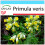 SAFLAX Geschenk Set - Schlüsselblume - Primula - 100 Samen 1