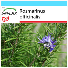 SAFLAX Geschenk Set - Rosmarin - Rosmarinus - 100 Samen