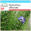 SAFLAX Geschenk Set - Rosmarin - Rosmarinus - 100 Samen 1