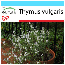 SAFLAX Geschenk Set - Thymian - Thymus - 200 Samen