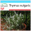 SAFLAX Geschenk Set - Thymian - Thymus - 200 Samen 1