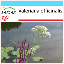 SAFLAX Geschenk Set - Baldrian - Valeriana - 200 Samen