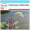 SAFLAX Geschenk Set - Baldrian - Valeriana - 200 Samen 1
