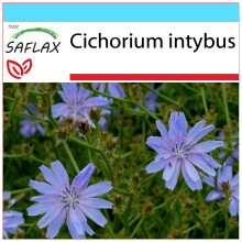 SAFLAX Geschenk Set - Wegwarte - Cichorium - 250 Samen