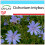 SAFLAX Geschenk Set - Wegwarte - Cichorium - 250 Samen 1