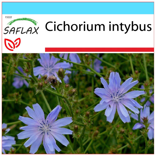 SAFLAX Geschenk Set - Wegwarte - Cichorium - 250 Samen