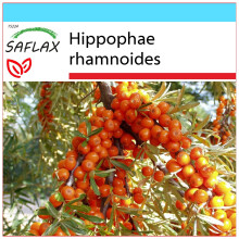 SAFLAX Geschenk Set - Sanddorn - Hippophae - 40 Samen
