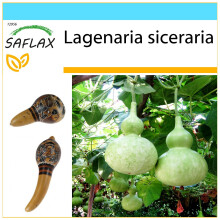 SAFLAX Geschenk Set - Riesenkalebasse - Lagenaria - 15 Samen