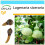 SAFLAX Geschenk Set - Riesenkalebasse - Lagenaria - 15 Samen 1