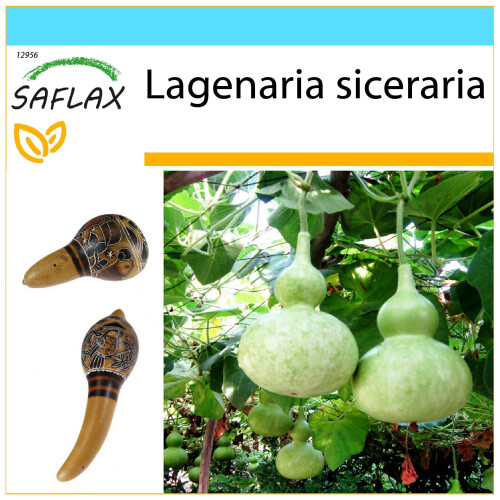 SAFLAX Geschenk Set - Riesenkalebasse - Lagenaria - 15 Samen