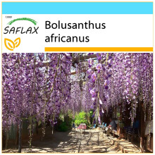 SAFLAX Geschenk Set - Afrikanischer Blauregen - Bolusanthus - 15 Samen