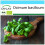 SAFLAX Geschenk Set - Basilikum Genovese - Ocimum - 800 Samen 1