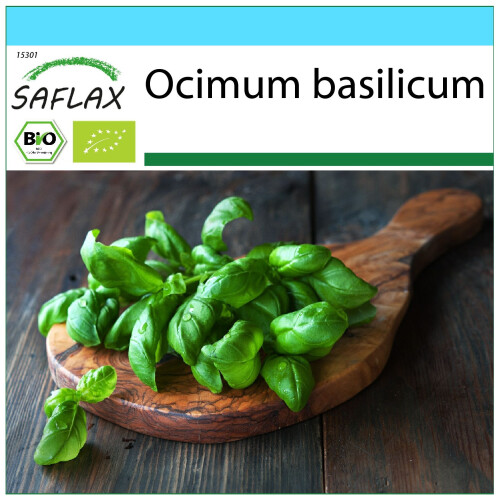 SAFLAX Geschenk Set - Basilikum Genovese - Ocimum - 800 Samen