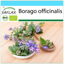 SAFLAX Geschenk Set - Borretsch - Borago - 40 Samen