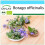 SAFLAX Geschenk Set - Borretsch - Borago - 40 Samen 1
