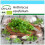 SAFLAX Geschenk Set - Kerbel - Anthriscus - 800 Samen 1