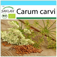 SAFLAX Geschenk Set - Kümmel - Carum - 800 Samen