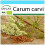 SAFLAX Geschenk Set - Kümmel - Carum - 800 Samen 1
