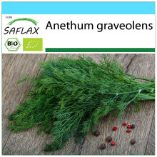 SAFLAX Geschenk Set - Dill - Anethum - 700 Samen