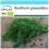 SAFLAX Geschenk Set - Dill - Anethum - 700 Samen 1