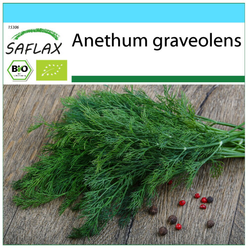 SAFLAX Geschenk Set - Dill - Anethum - 700 Samen