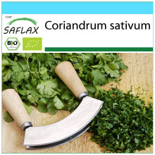 SAFLAX Geschenk Set - Koriander - Coriandrum - 150 Samen