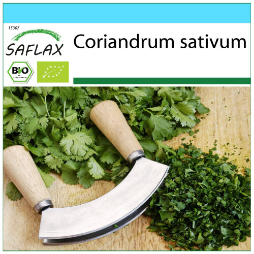 SAFLAX Geschenk Set - Koriander - Coriandrum - 150 Samen